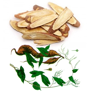 Hà thủ ô trắng