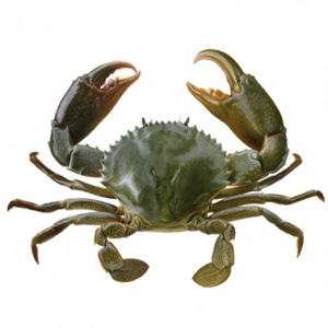 Live mud crab from vietnam with best price