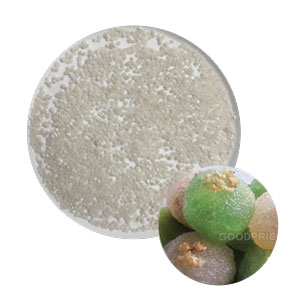 Tapioca Coarse