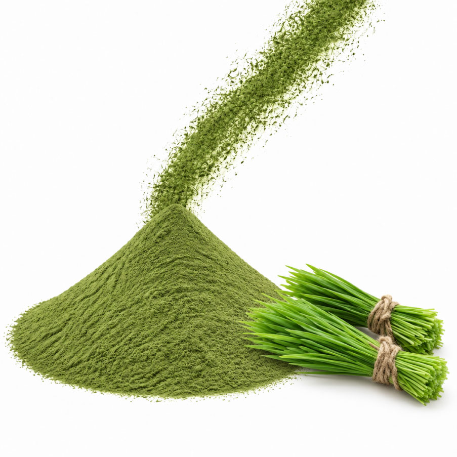 Wheatgrass powder high quality and best price