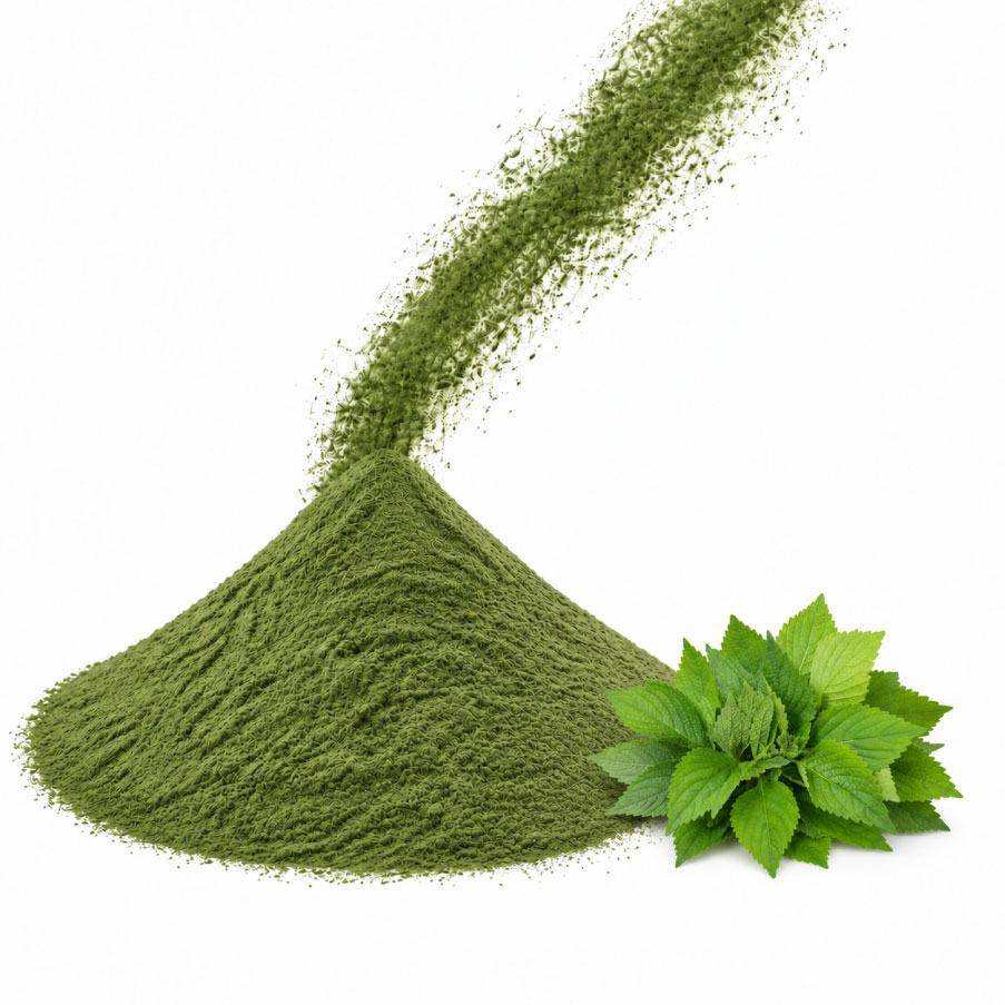 Elsholtzia ciliata leaf powder