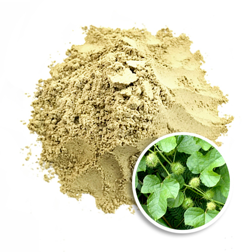 Bột lá lạc tiên (nhãn lồng)