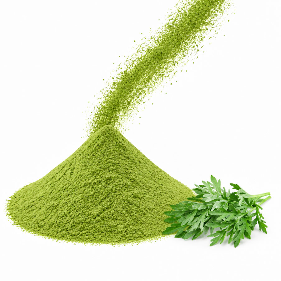 Artemisia vulgaris powder 