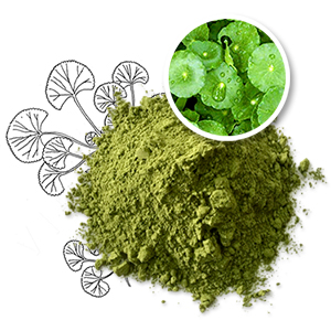 Centella asiatica powder 