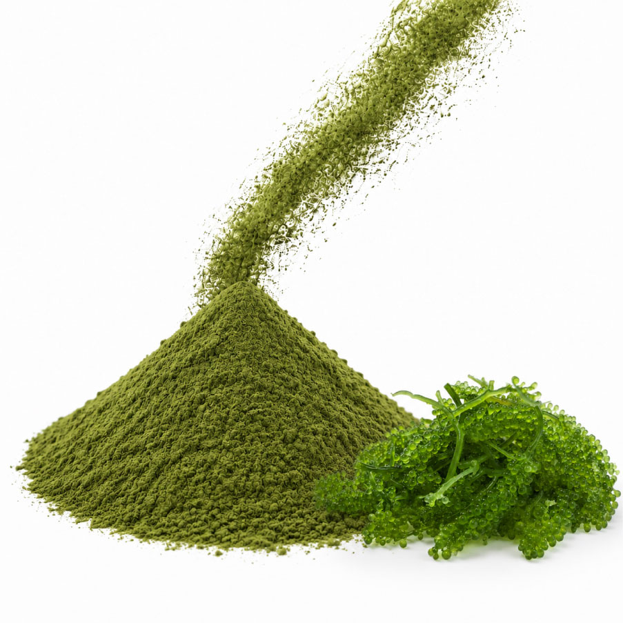 Grape seaweed powder 