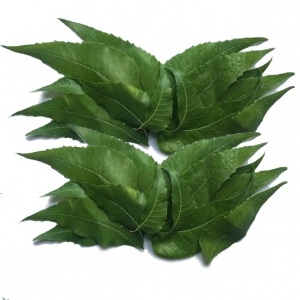 Fresh neem leaves india with best price and high quality