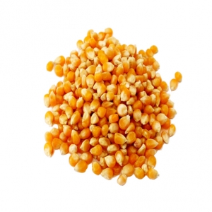 Yellow corn from brazil with best price