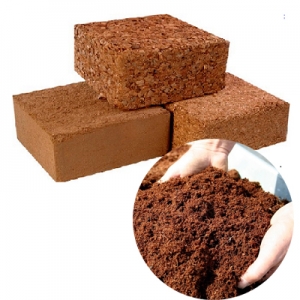 Mụn dừa việt nam