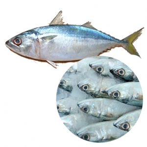 Frozen indian mackerel fish high quality