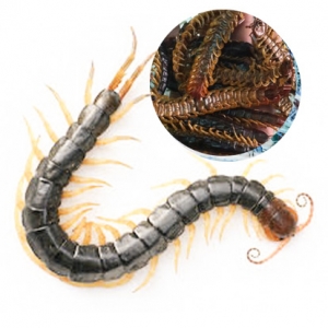 Dried centipede from vietnam