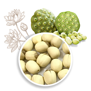 Lotus Seeds