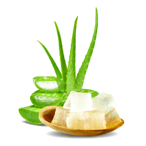 Aloe vera