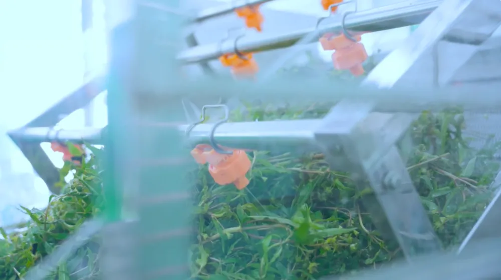 Step 2: Pre-processing and washing with an ozone aeration system