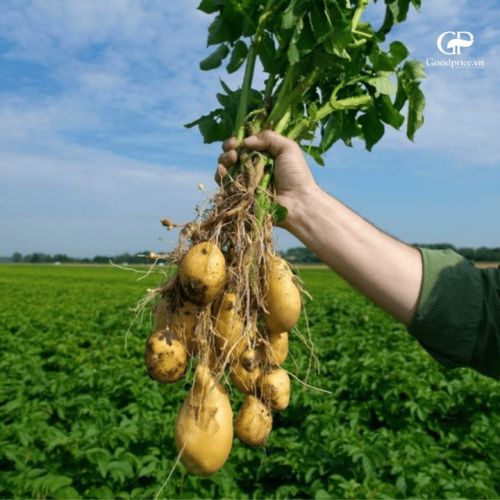 7 món chay phổ biến sử dụng bột khoai tây trong ngành F&B