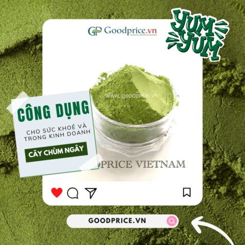 Bật Mí 10 Công Dụng Cây Chùm Ngây Cho Sức Khỏe Và Kinh Doanh