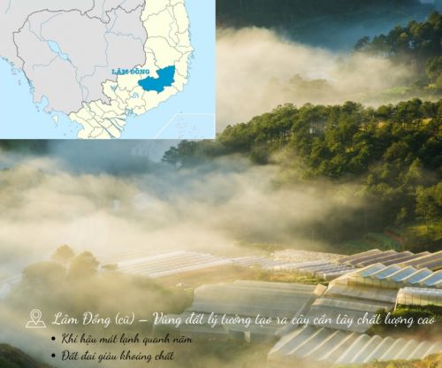 Bột Cần Tây Từ Nông Trại Sạch - Chất Lượng Khác Biệt Từ Nguyên Liệu
