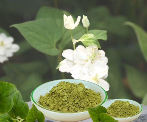 Bột Diếp Cá Sản Xuất Công Nghiệp Khác Gì So Với Làm Thủ Công?
