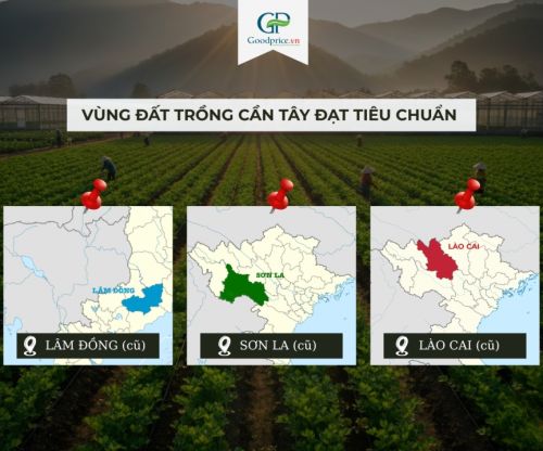 Where Is Celery in Vietnam Grown to Meet Export Standards?