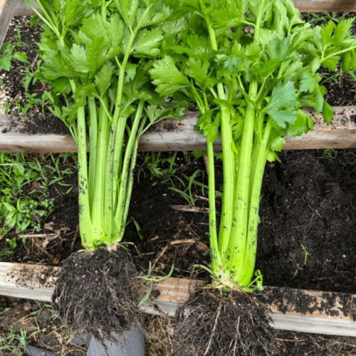 Where Is the Best Celery Grown in Vietnam? Origin, Climate, and Quality