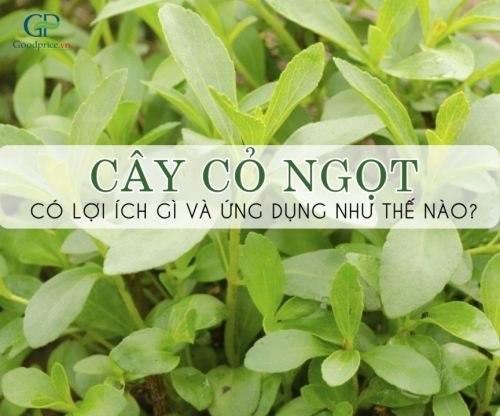 What Are the Benefits and Uses of Stevia Plant?