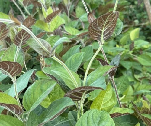 Cây mơ lông công dụng dân gian cho sức khỏe đường tiêu hóa