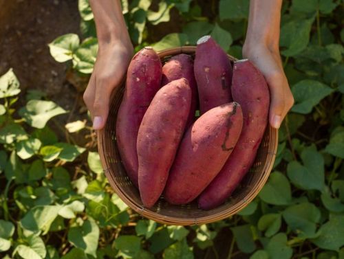 Benefits Of Purple Sweet Potato Powder In Spa And Beauty Care