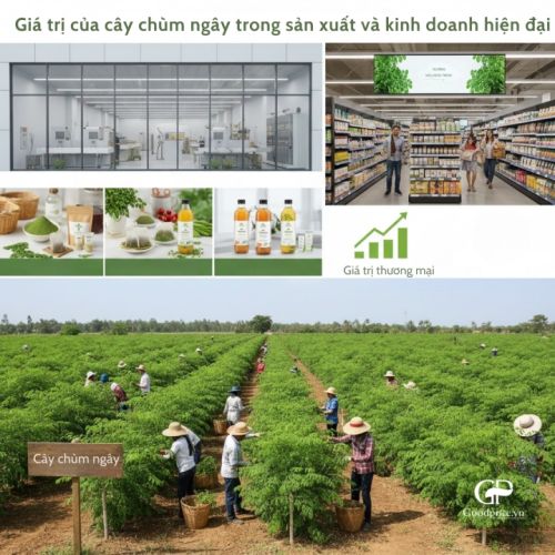 The Value of Moringa in Modern Production and Business