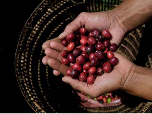 Caffeine Content in Robusta: Learn the Truth About the Powerful Coffee Flavor