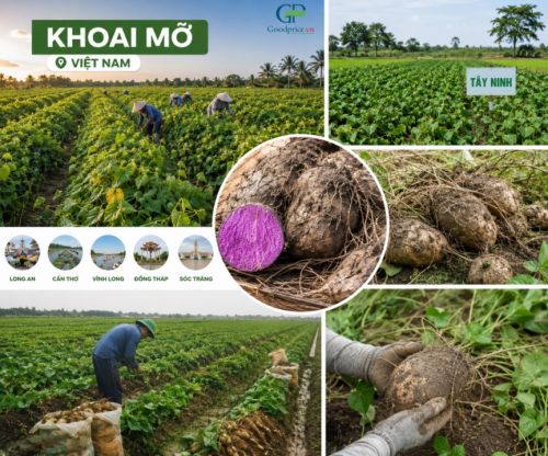 Khoai Mỡ Được Trồng Nhiều Ở Đâu? Vì Sao Vùng Trồng Quyết Định Chất Lượng Bột Khoai Mỡ
