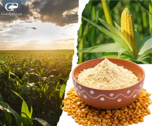 MUA BỘT BẮP Ở ĐÂU UY TÍN? CÁCH CHỌN LOẠI BỘT BẮP CHẤT LƯỢNG.