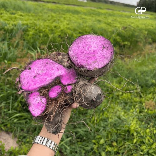 Goodprice Purple Yam Powder Production Process