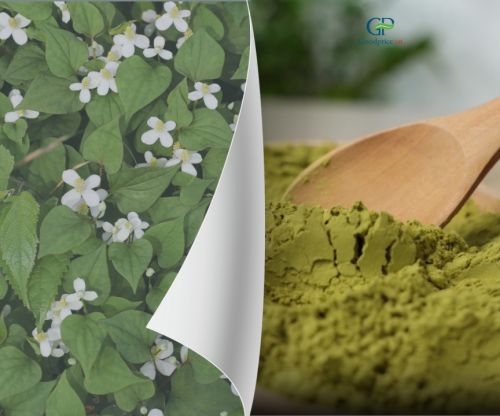 Benefits Of Fish Mint When Processed Into Powdered Ingredients