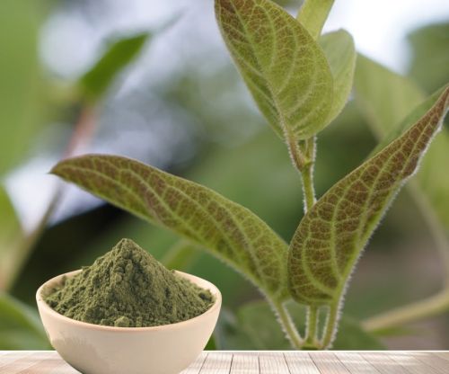 Uống Bột Lá Mơ Có Giúp Giảm Đầy Bụng, Khó Tiêu Không?